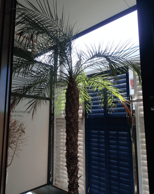 初心者におすすめ 見た目で選ぶ オシャレで育てやすい観葉植物９選 1up Diy