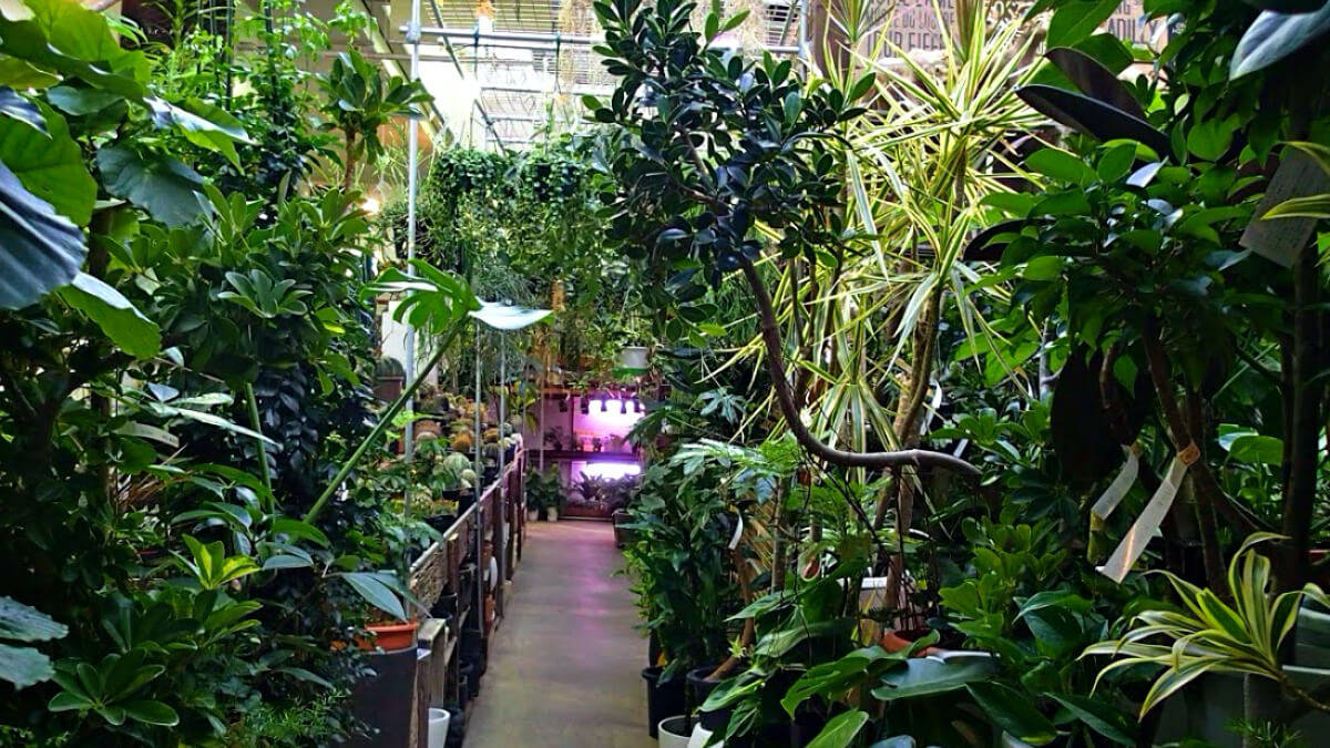 東京にあるオシャレな観葉植物のお店 おすすめ５店舗 1up Diy